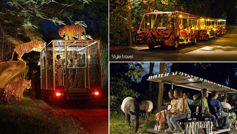 Go on a Night Safari Adventure