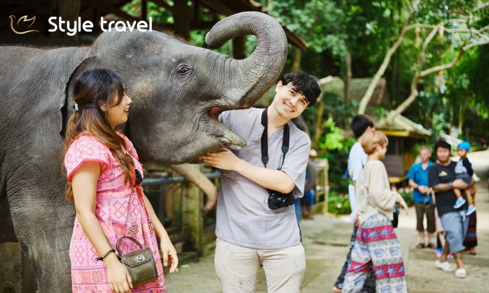 Observe Elephants at a Responsible Sanctuary