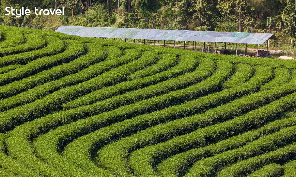 Rows of tea bushes following the hillsides at Choui Fong Tea Plantation