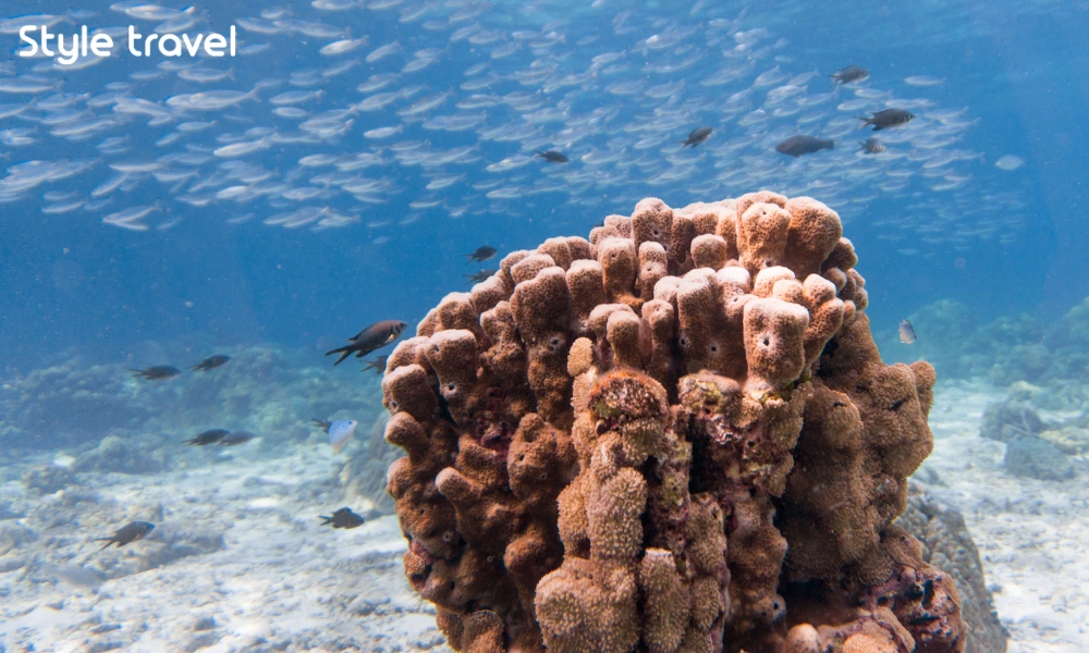Coral garden and schooling fish at Koh Haa near Koh Lanta