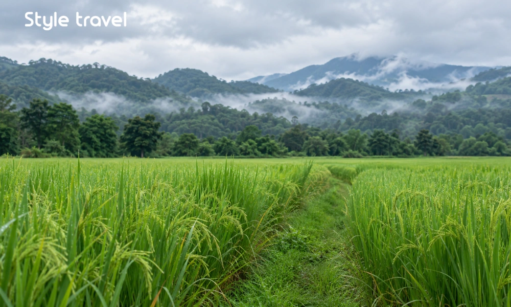 Misty hills and green rice fields illustrating northern Thailand weather in October