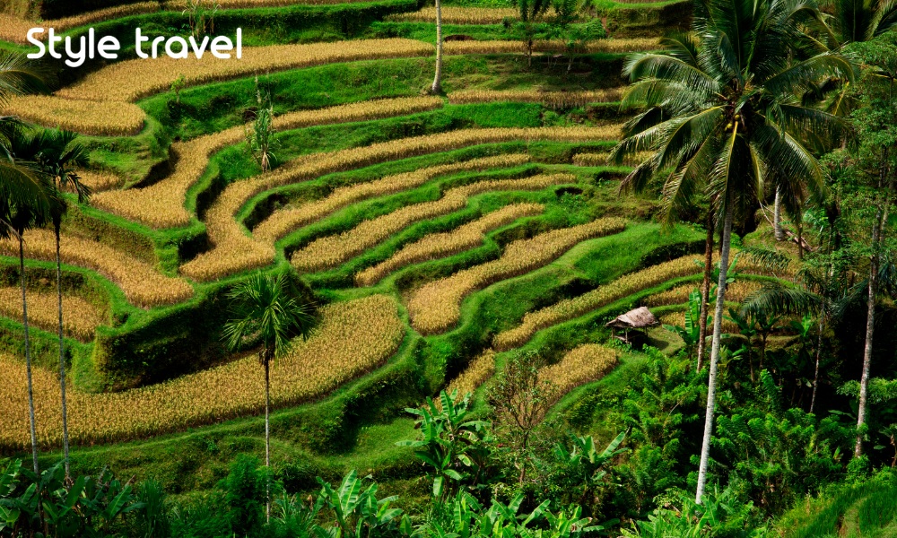 Tegallalang rice terraces near Ubud Bali with cultivated fields across the hillside